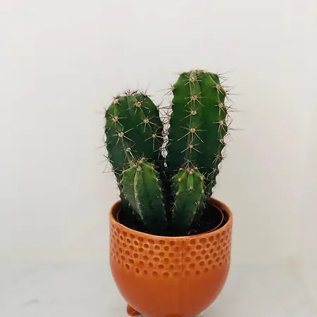 Coeur De Cathedrale - Ascenseur -